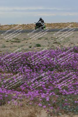 media/Jan-14-2023-SoCal Trackdays (Sat) [[497694156f]]/Turn 14 Exit Bloomig (145pm)/
